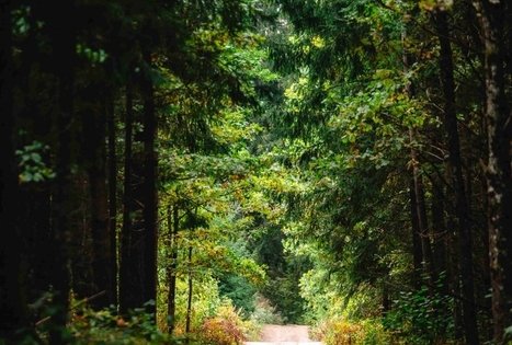 Forest Trail 62. Pakuonis – Vaišvydava.