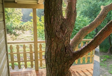 Sodyba „Namelis medyje“