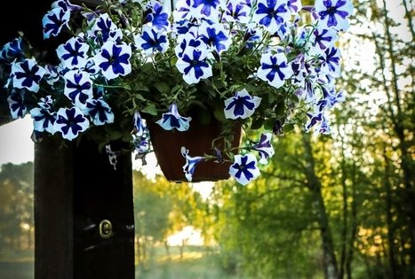 Sodyba „Narūnas“