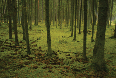 Nemunas loops regional park