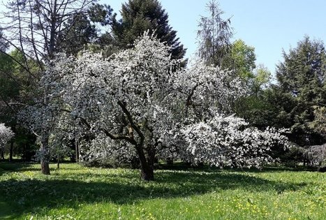 Tado Ivanausko Obelynės parkas