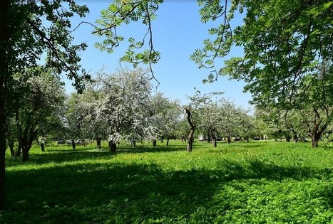 Tado Ivanausko Obelynės parkas