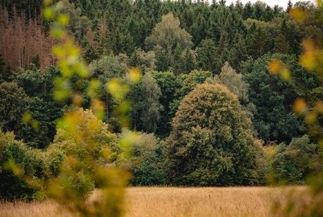 Forest Trail 69. Kirkšnovė – Kaulakiai.