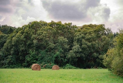 Paliepiukai multi-stem linden