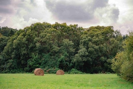 Forest Trail 69. Kirkšnovė – Kaulakiai.