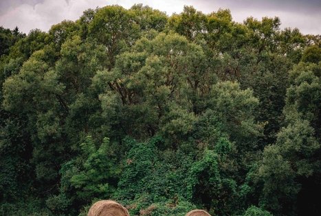 Forest Trail 69. Kirkšnovė – Kaulakiai.