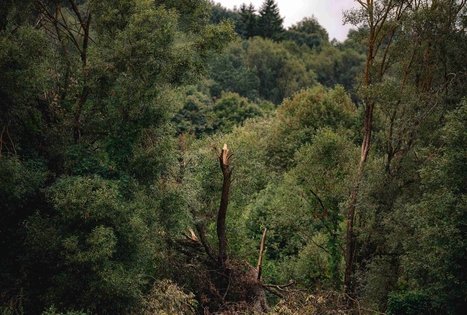 Paliepiukai multi-stem linden
