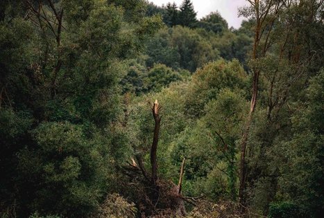 Forest Trail 69. Kirkšnovė – Kaulakiai.
