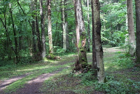 Health Trail in Paliesius Manor
