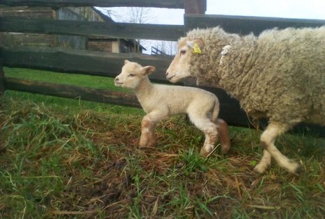 Gyvūnų ūkis sodyboje „Pasartėlė“