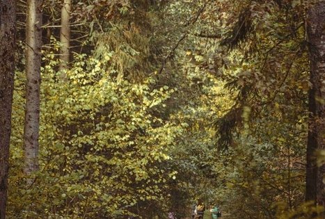 Paštuvos botaninis draustinis