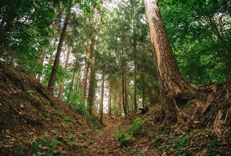 Forest Trail 66. Kulautuva – Vilkija.