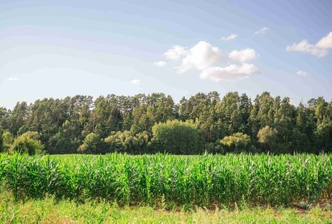 Pašventupis II Hillfort
