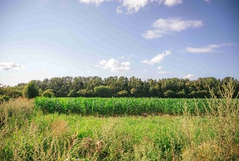 Pašventupis II Hillfort