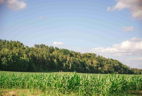Pašventupis II Hillfort