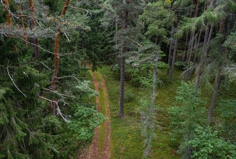 Dendrological educational trail