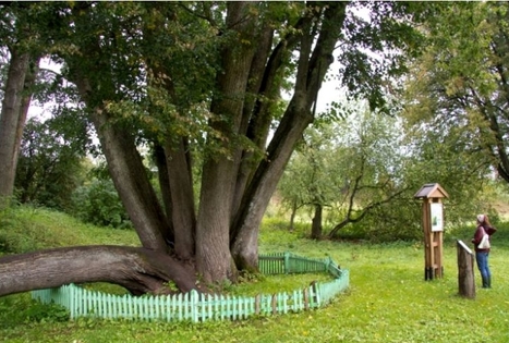 Linden tree with 15 trunks