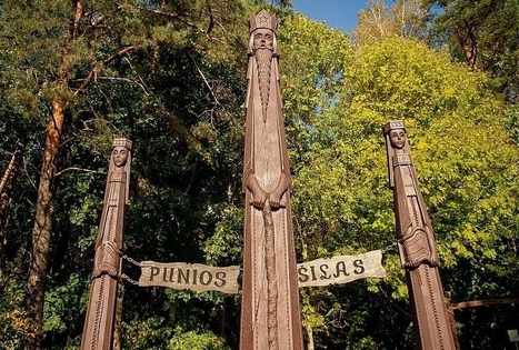 The Pinewood of Punia