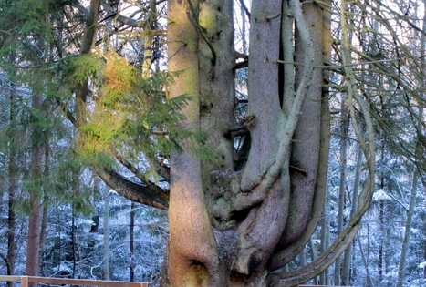 Septyniolikos kamienų eglė