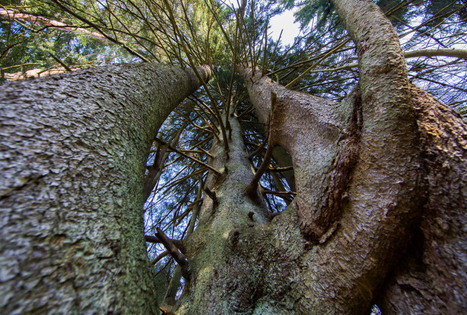 Septyniolikos kamienų eglė