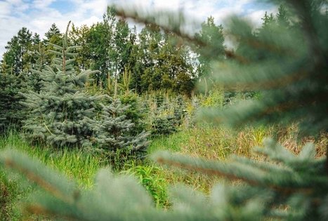 Miško Takas 63. Vaišvydava – Kaunas.