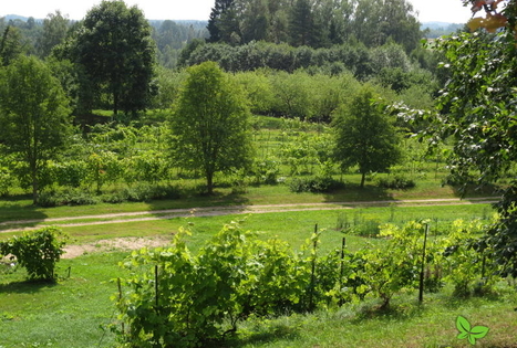 The Rudzīši Wine hill in Vārnava
