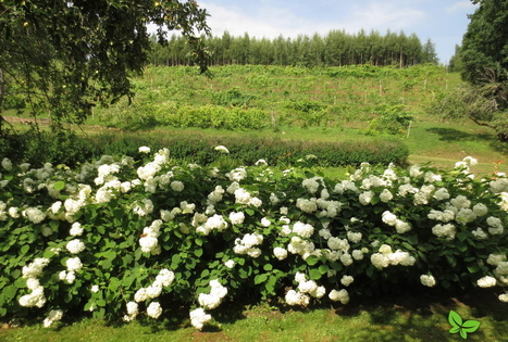 The Rudzīši Wine hill in Vārnava