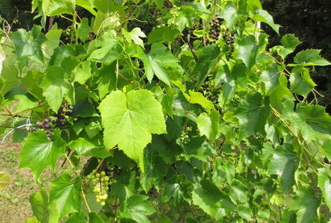The Rudzīši Wine hill in Vārnava