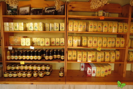 The Rūķīšu tēja farm