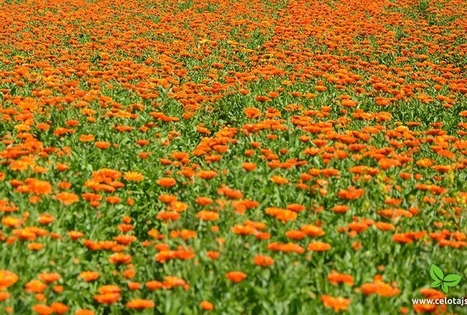 The Rūķīšu tēja farm