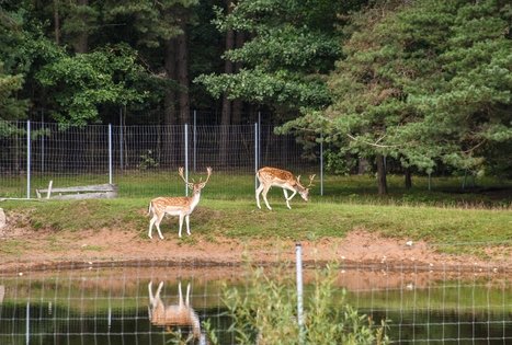 L. Sabaliauskienės danielių ūkis