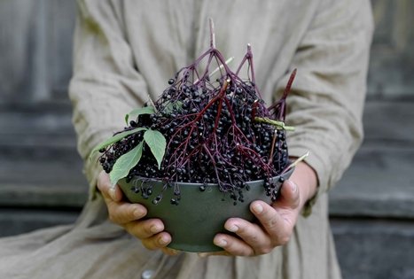 Šeivamedžio skanumynų dirbtuvės