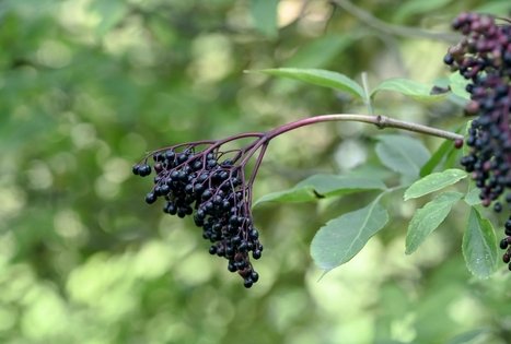 Šeivamedžio skanumynų dirbtuvės