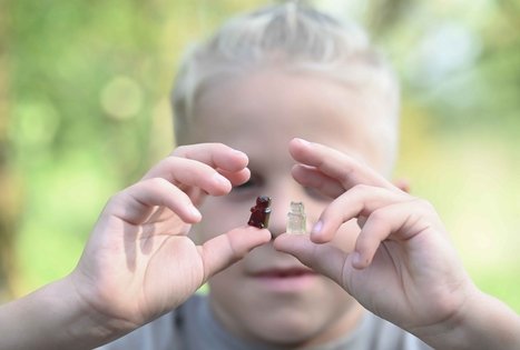 Šeivamedžio skanumynų dirbtuvės