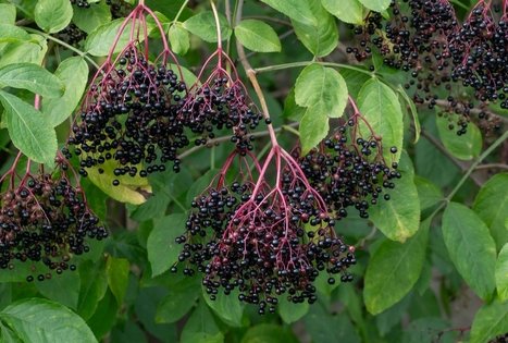 Discover the secrets of elderberry in Panekelpiai