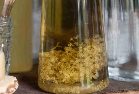 Discover the secrets of elderberry in Panekelpiai