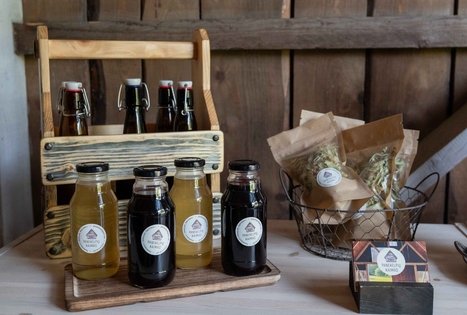 Discover the secrets of elderberry in Panekelpiai