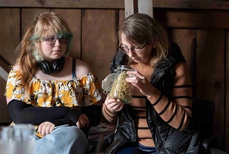 Discover the secrets of elderberry in Panekelpiai