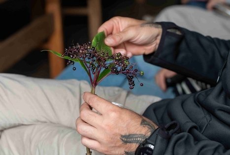 Discover the secrets of elderberry in Panekelpiai
