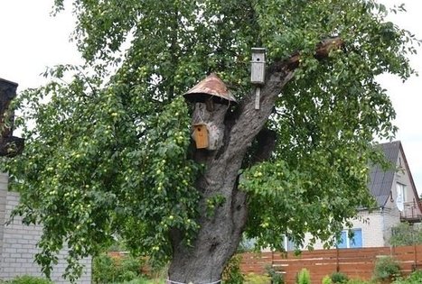 The oldest apple tree in Lithuania
