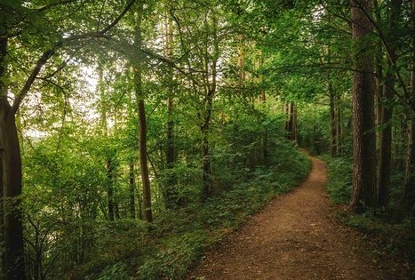 Forest Trail 59. Panemunis – Birštonas.