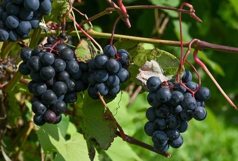 Berry and fruit path