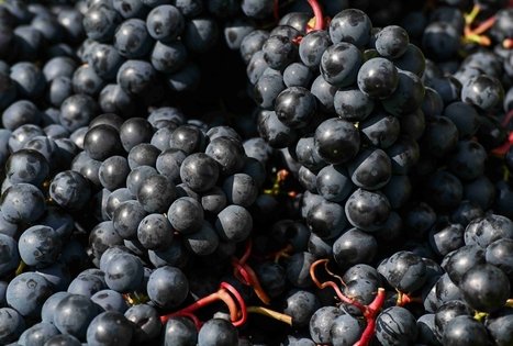 Berry and fruit path