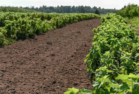 Berry and fruit path