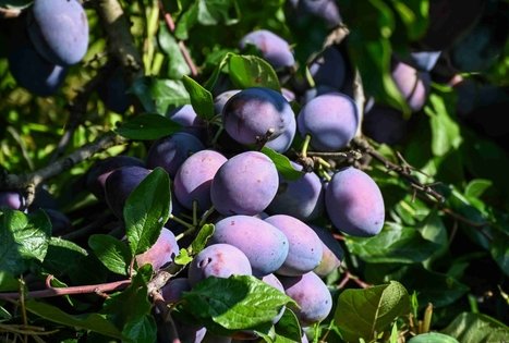 Berry and fruit path