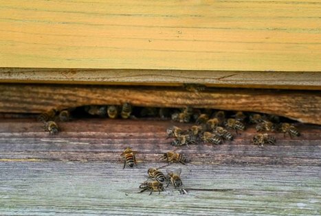 Berry and fruit path