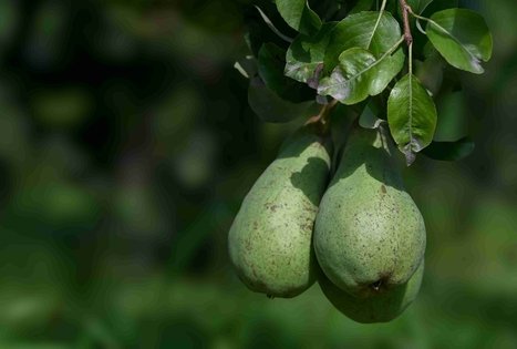 Berry and fruit path