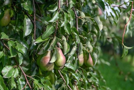 Berry and fruit path