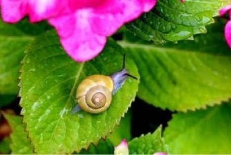 Sraigių ūkis „Aspersa“