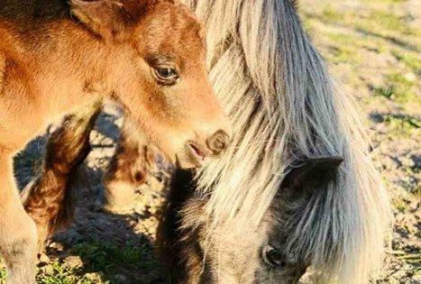 Sodyba „Meda house“